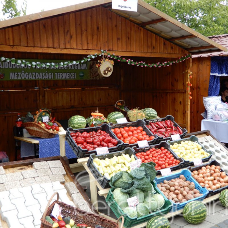 Helyi Értékek Startja 40